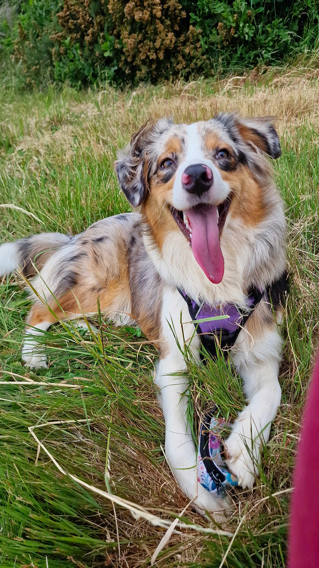 Elsa