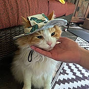 Stumpy is registered to the contest to win money with this photo: cat, fluffy, hat, hand, indoor, furniture, couch, plush_toy, rug, patterned_rug, pet, animal, whiskers, ears, floor, cozy, domestic, orange_and_white, leaf_pattern, sitting