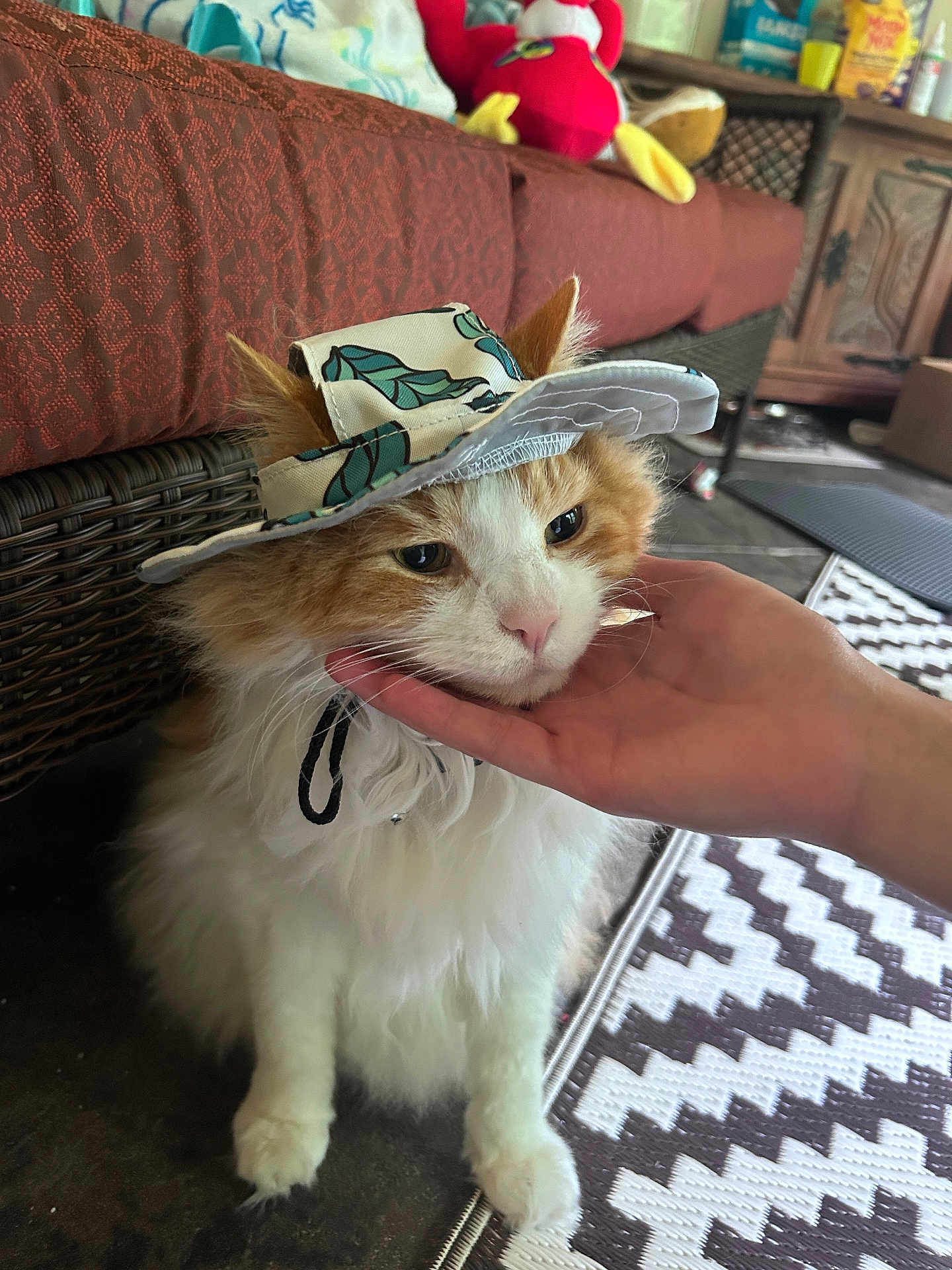 Stumpy is registered to the contest to win money with this photo: cat, fluffy, hat, hand, indoor, furniture, couch, plush_toy, rug, patterned_rug, pet, animal, whiskers, ears, floor, cozy, domestic, orange_and_white, leaf_pattern, sitting