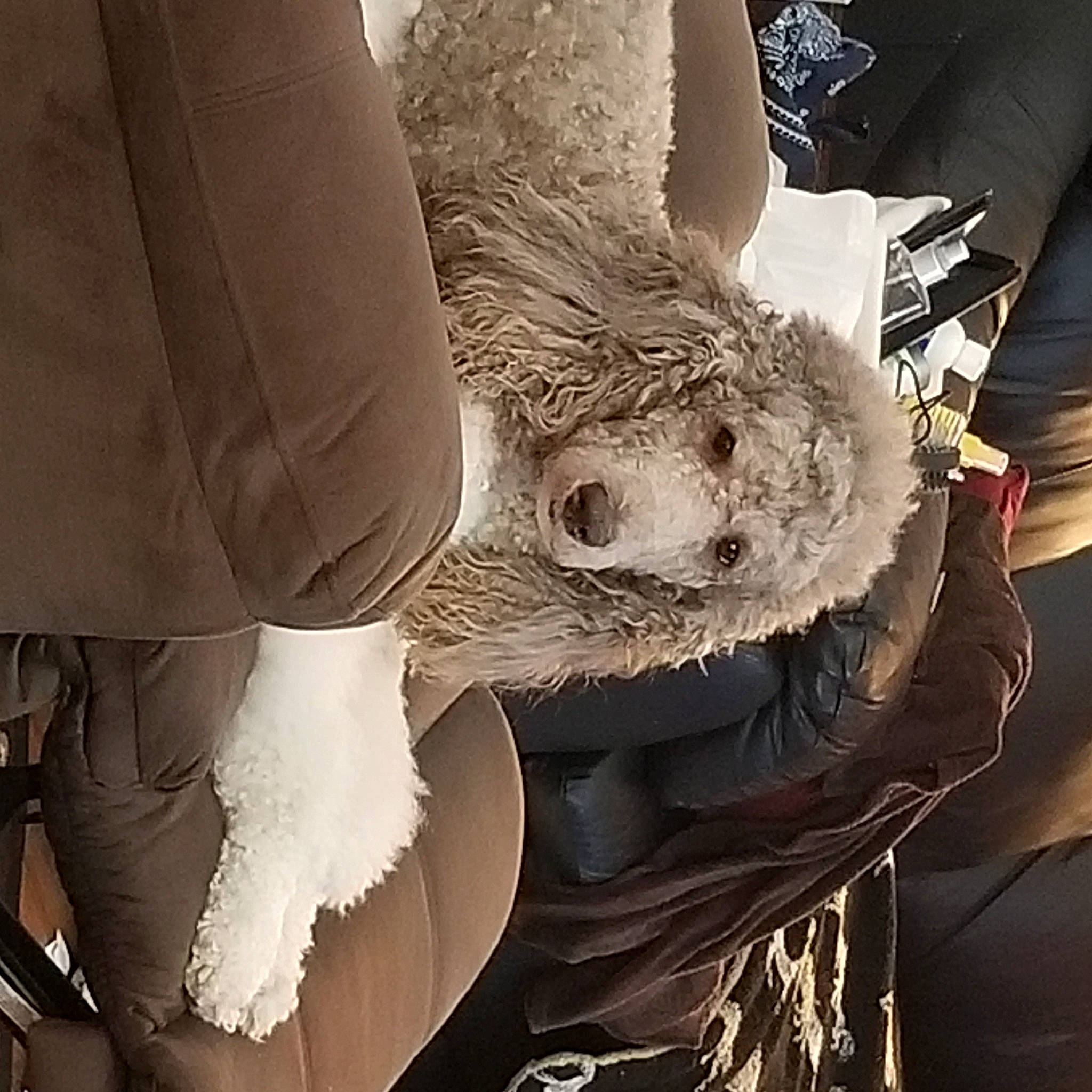 Piper joined the competition — help win amazing prizes! bird, dress, elbow, event, fashion_accessory, feather, fur, gesture, glove, human_leg, metal, monochrome, monochrome_photography, organism, petal, plant, style, tree, trunk, wing