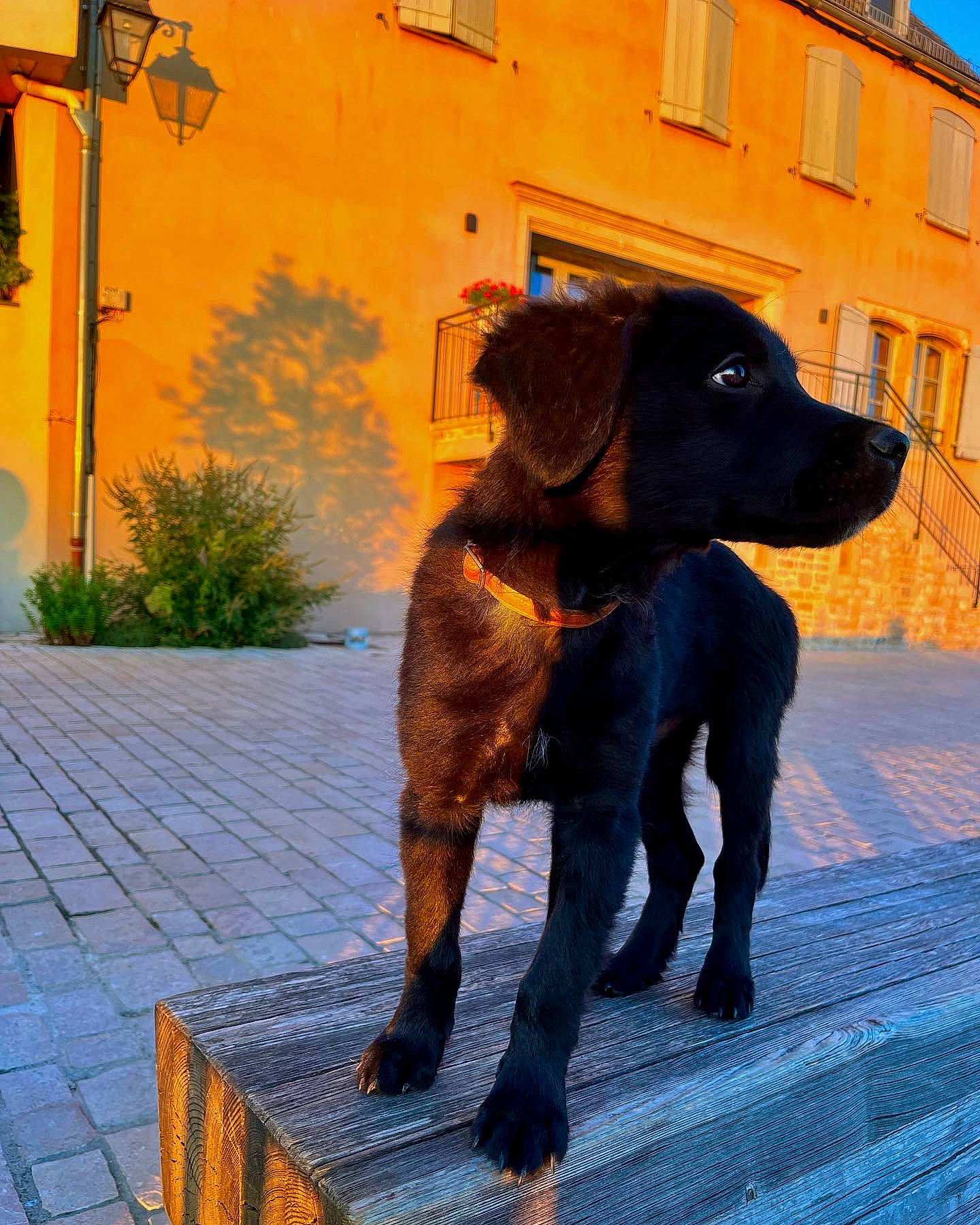 Tyler a rejoint le concours — aidez-le/la à gagner de superbes lots ! art, blue, building, canidae, carnivore, companion_dog, dog, dog_breed, fashion_accessory, fawn, fur, liver, plant, shadow, snout, sporting_group, tail, tints_and_shades, window, working_animal