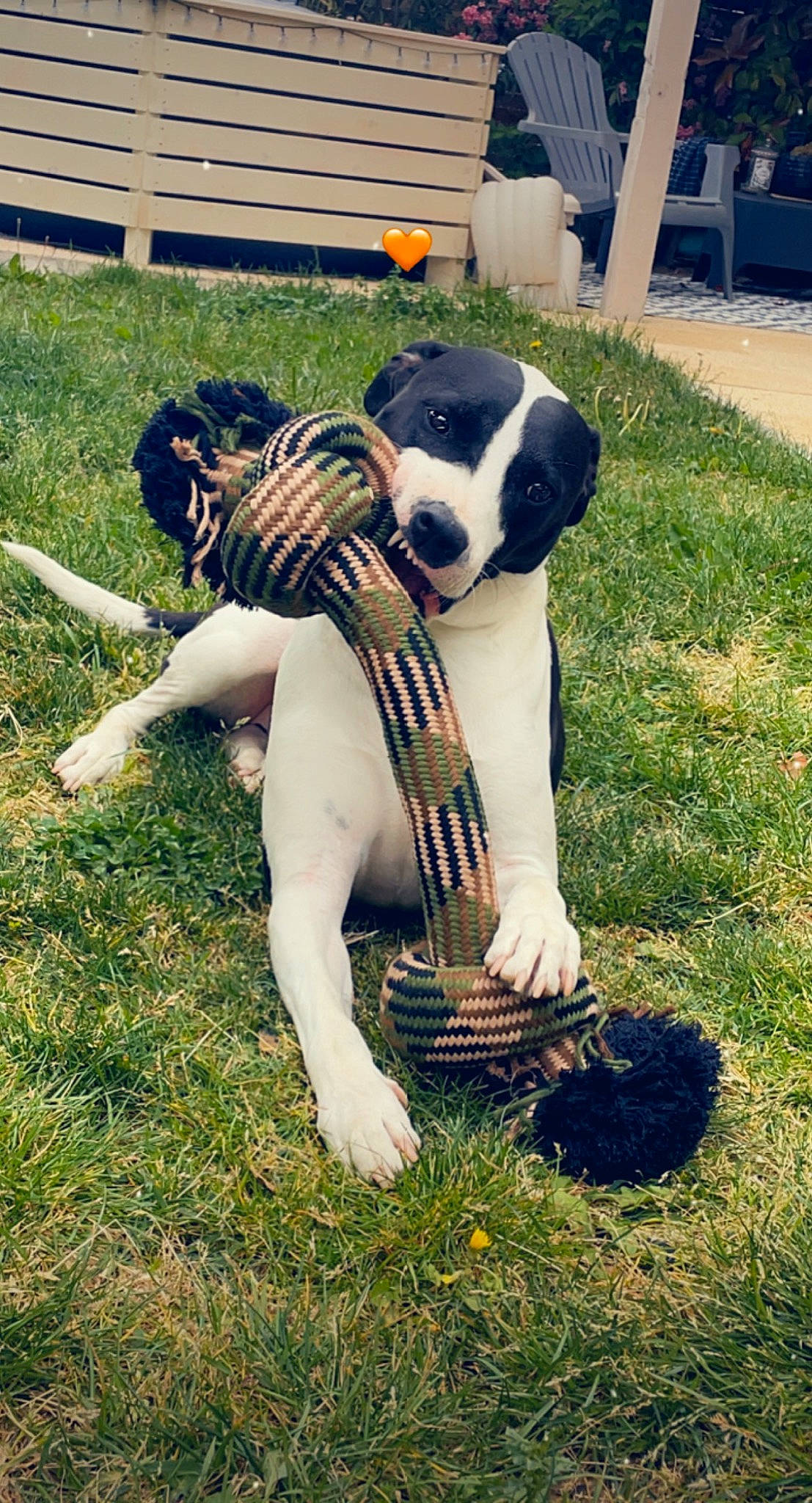 Zorba participe au concours pour gagner de l'argent avec cette photo : canidae, carnivore, companion_dog, dog, dog_breed, eyewear, fawn, fur, grass, happy, human_leg, lawn, leisure, people_in_nature, plant, snout, sporting_group, tail, toy_dog, working_animal