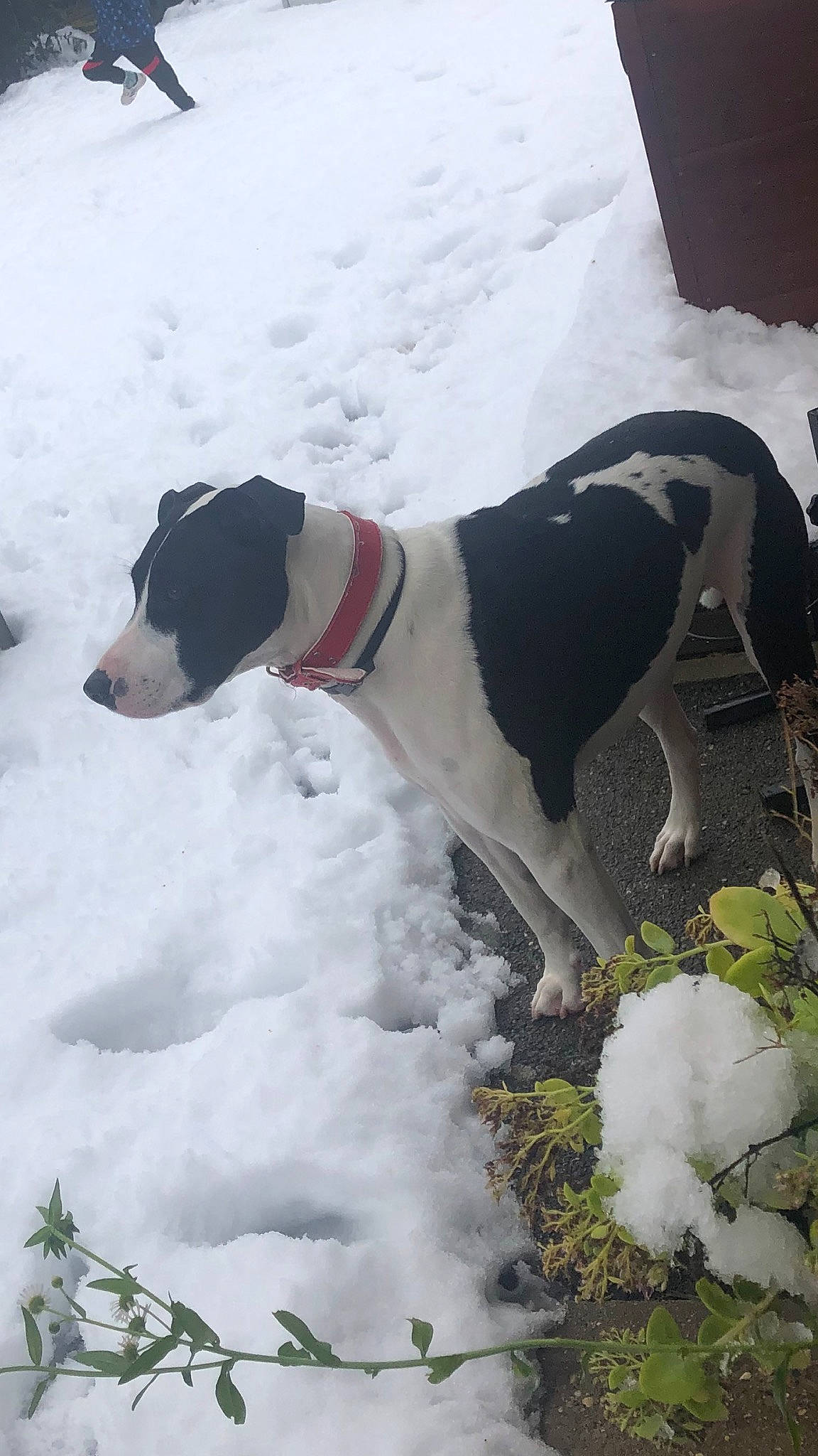 Zorba a rejoint le concours — aidez-le/la à gagner de superbes lots ! canidae, carnivore, dog, dog_breed, freezing, greyhound, halden_hound, pointer, snow, sporting_group