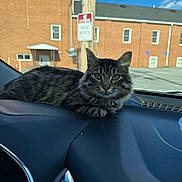 Ziggi joined the competition — help win amazing prizes! animal, brick_building, calm, car_interior, cat, dashboard, daylight, domestic_animal, ears, eyes, feline, fur, looking, outdoor, pet, pole, resting, sign, tabby_cat, window
