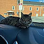 animal, brick_building, calm, car_interior, cat, dashboard, daylight, domestic_animal, ears, eyes, feline, fur, looking, outdoor, pet, pole, resting, sign, tabby_cat, window