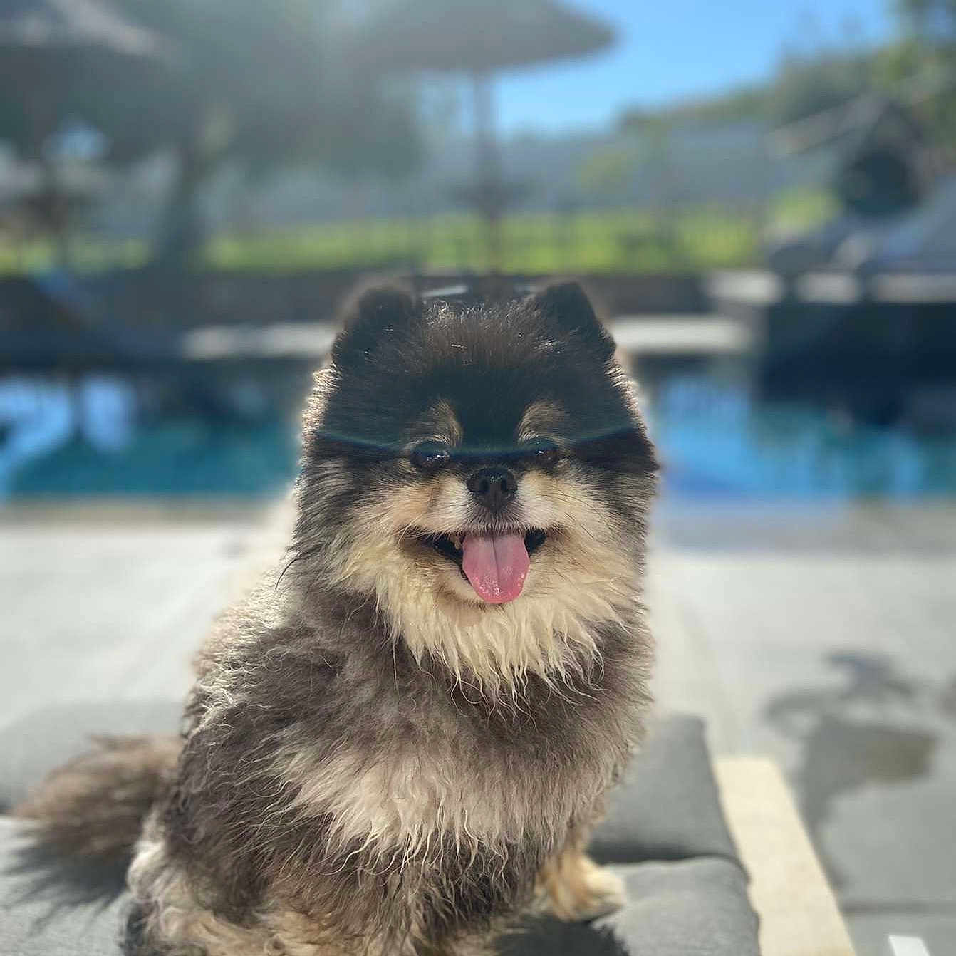 Poupette