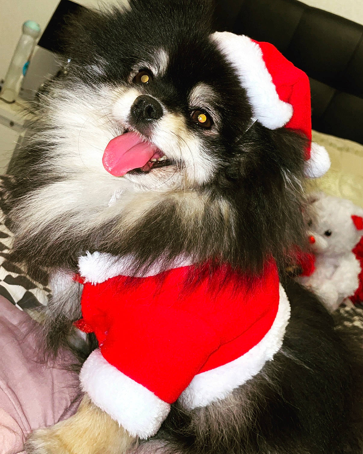 Poupette participe au concours pour gagner de l'argent avec cette photo : canidae, carmine, carnivore, companion_dog, dog_breed, dog_supply, event, fur, natural_material, non_sporting_group, snout, tail, terrestrial_animal, toy_dog, whiskers, working_animal