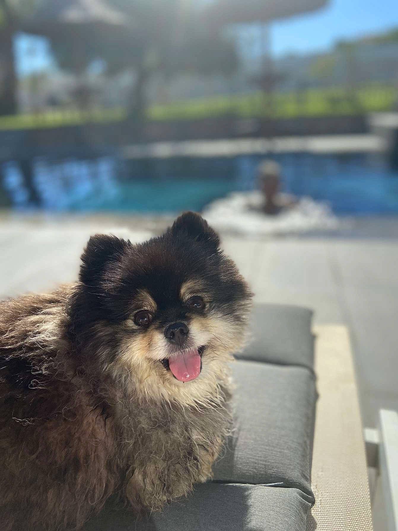 Poupette a rejoint le concours — aidez-le/la à gagner de superbes lots ! canidae, carnivore, companion_dog, dog, dog_breed, fawn, fur, german_spitz, german_spitz_klein, german_spitz_mittel, non_sporting_group, snout, spitz, sporting_group, terrestrial_animal, toy_dog, water, wildlife, working_animal, working_dog