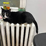 Purry Parker joined the competition — help win amazing prizes! cat, black_and_white, radiator, indoor, curious, feline, pet, window, jar, candle, chair, white_wall, table, household, resting, fur, whiskers, tail, domestic_animal, relaxing