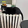 cat, black_and_white, radiator, indoor, curious, feline, pet, window, jar, candle, chair, white_wall, table, household, resting, fur, whiskers, tail, domestic_animal, relaxing