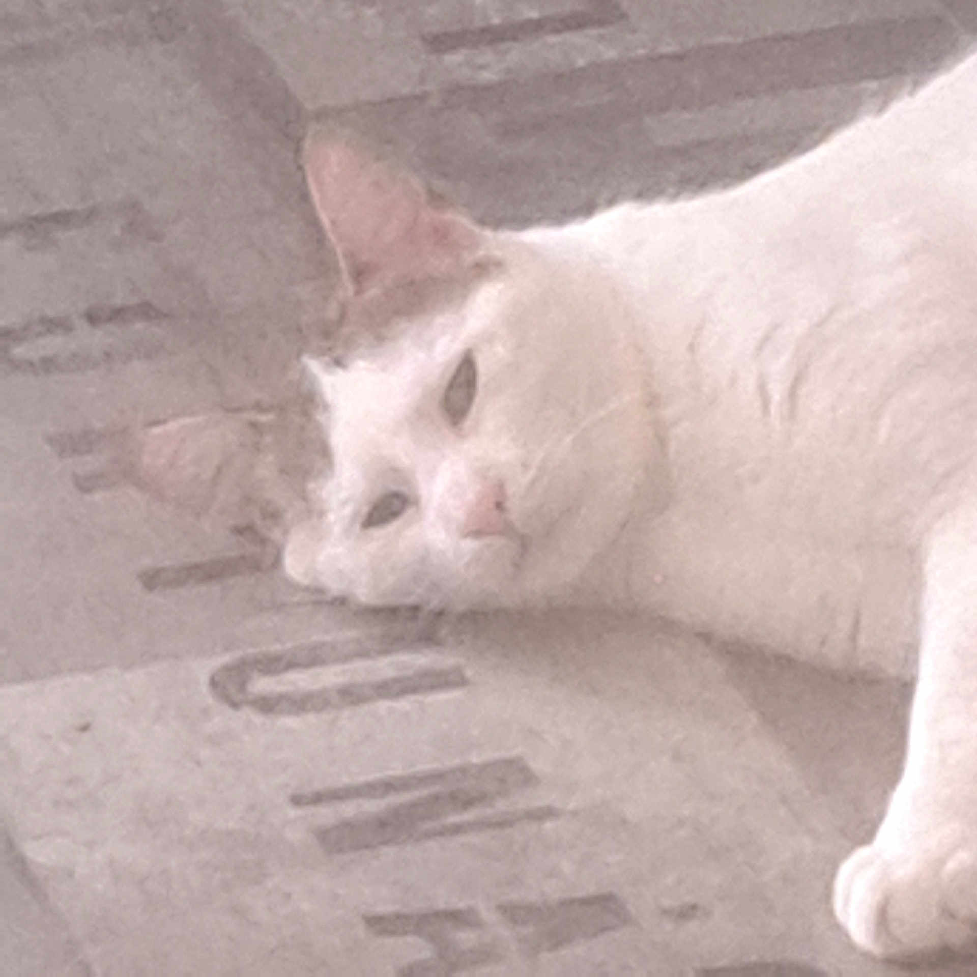 Loulou