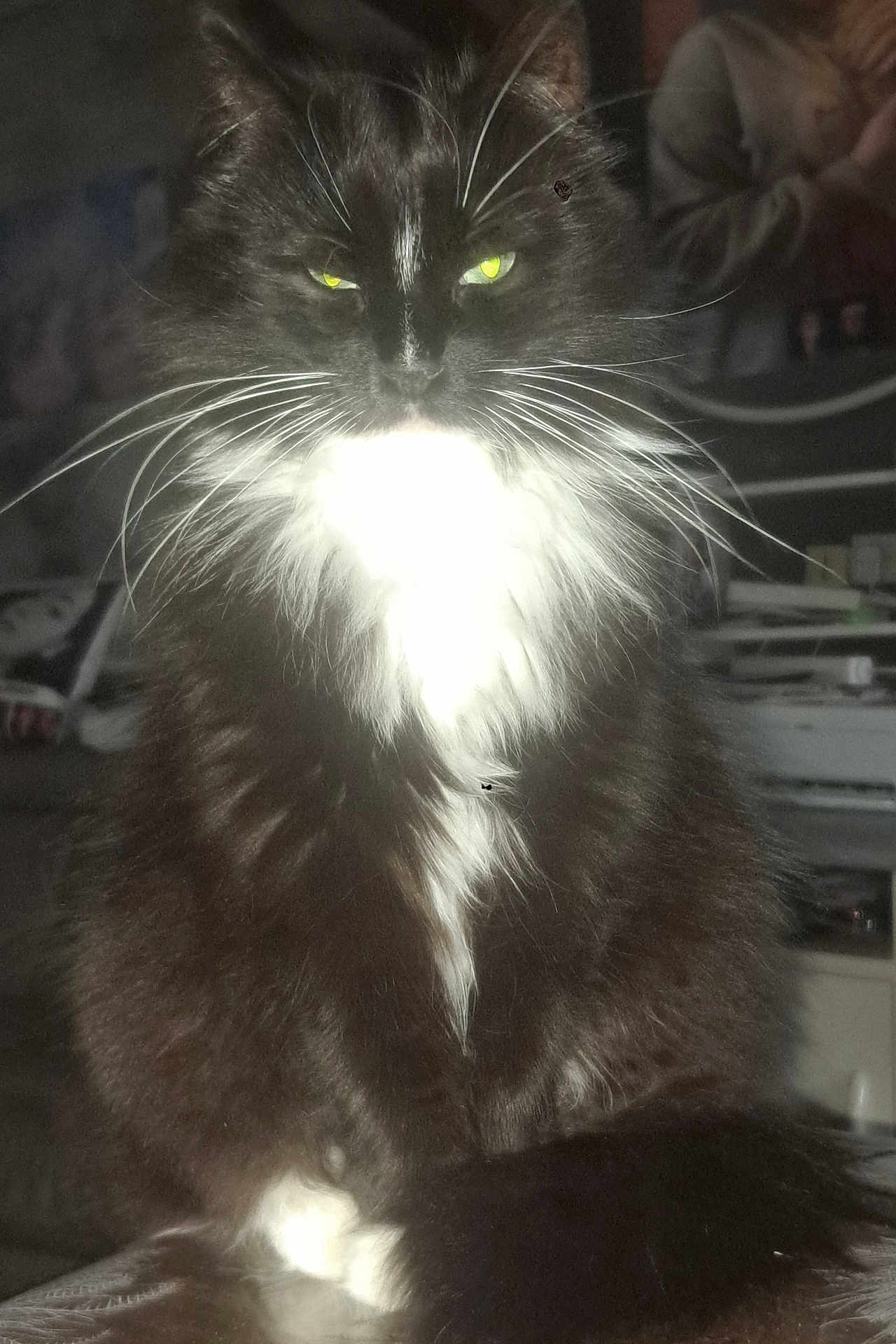 Ruby a rejoint le concours — aidez-le/la à gagner de superbes lots ! cat, black_and_white, fluffy, green_eyes, pet, indoor, feline, whiskers, close_up, sitting, fur, animal, domestic_animal, portrait, household, furniture, table, light, shadow, intense