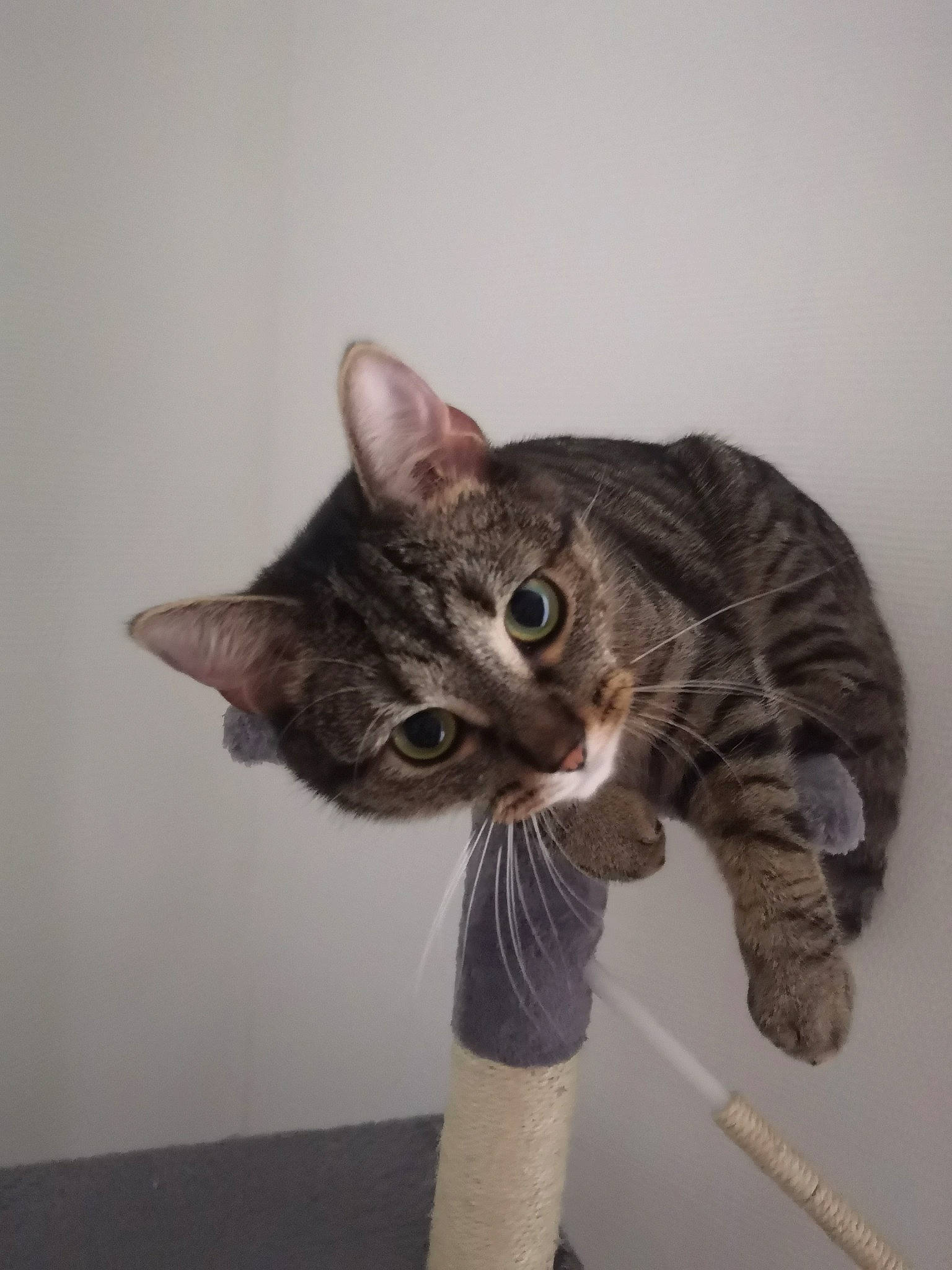 Sky participe au concours pour gagner de l'argent avec cette photo : carnivore, cat, domestic_short_haired_cat, ear, felidae, fur, grey, paw, small_to_medium_sized_cats, snout, tail, terrestrial_animal, whiskers