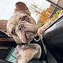 dog, french_bulldog, puppy, car_interior, seatbelt, window, ear, face, fur, leash, outdoor, autumn, tree, building, glass, sky, wrinkles, pet, curious, close_up