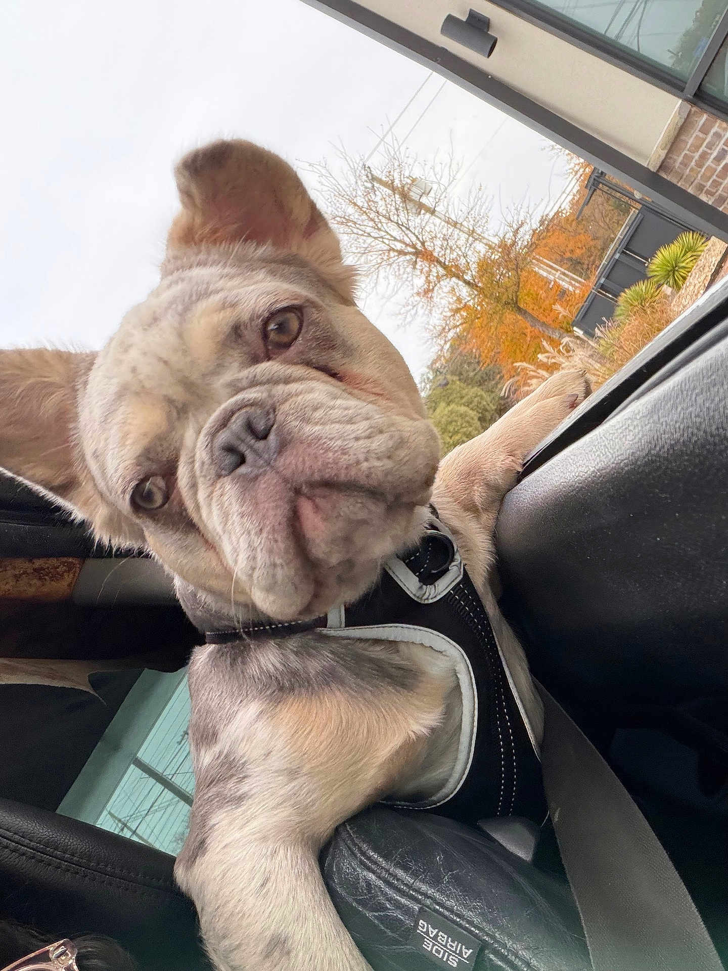 Milo is registered to the contest to win money with this photo: dog, french_bulldog, puppy, car_interior, seatbelt, window, ear, face, fur, leash, outdoor, autumn, tree, building, glass, sky, wrinkles, pet, curious, close_up