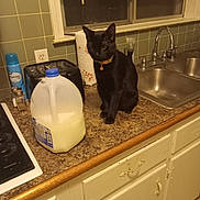 Christine Daniels joined the competition — help win amazing prizes! black_cat, blinds, bottle, cabinet, cat, collar, counter, countertop, faucet, indoor, kitchen, milk, milk_jug, paper_towel, pet, sink, stovetop, tile_wall, toaster, window