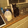 black_cat, blinds, bottle, cabinet, cat, collar, counter, countertop, faucet, indoor, kitchen, milk, milk_jug, paper_towel, pet, sink, stovetop, tile_wall, toaster, window