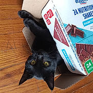 Sassy is registered to the contest to win money with this photo: cat, black_cat, cardboard_box, wooden_floor, yellow_eyes, pet, indoor, animal, curious, playful, feline, box, packaging, chocolate, shake, diabetic_care, food_package, closeup, whiskers, ears