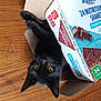 cat, black_cat, cardboard_box, wooden_floor, yellow_eyes, pet, indoor, animal, curious, playful, feline, box, packaging, chocolate, shake, diabetic_care, food_package, closeup, whiskers, ears