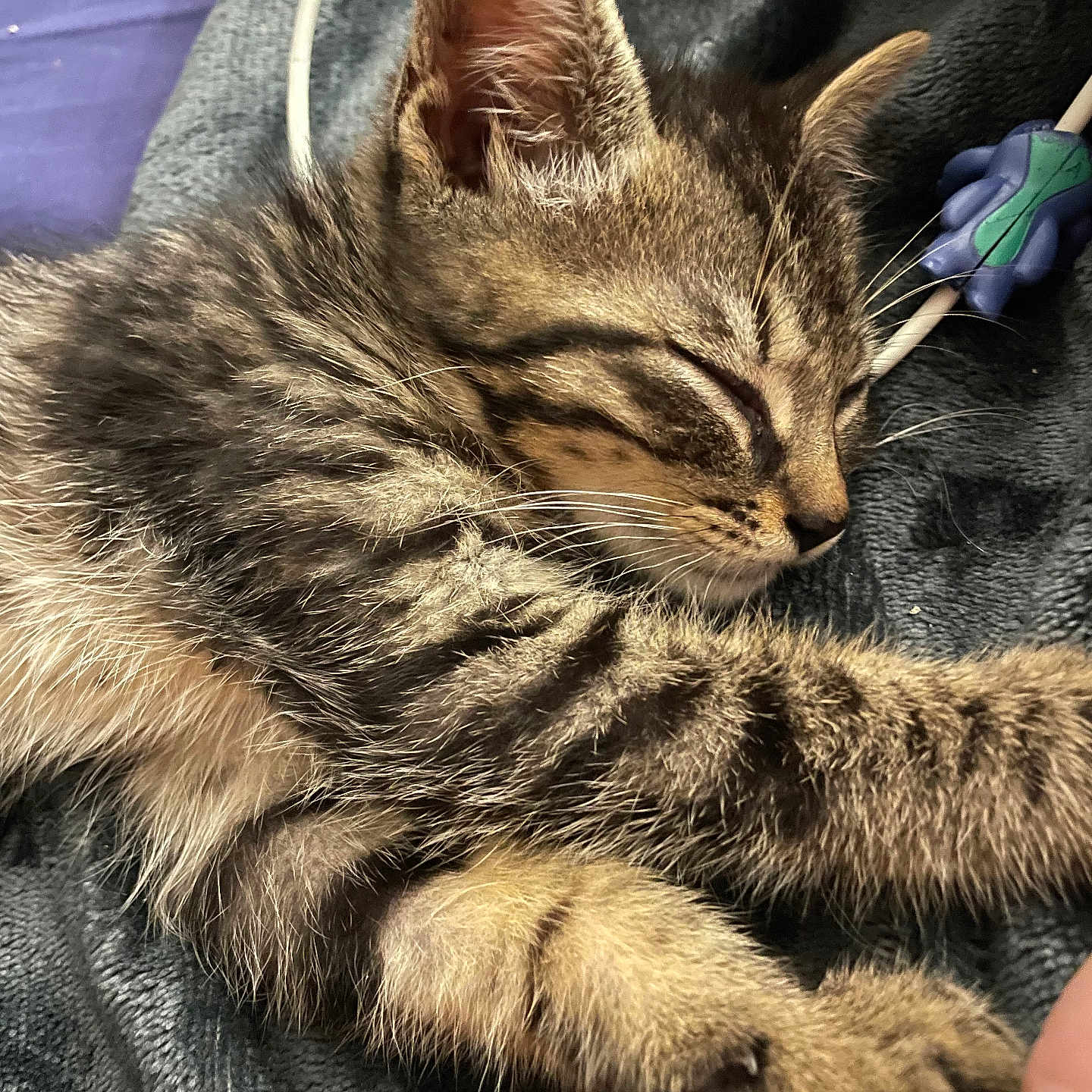 Milo participe au concours pour gagner de l'argent avec cette photo : adorable, animal, blanket, closeup, cozy, cute, feline, fur, indoor, kitten, nap, paw, peaceful, pet, resting, sleeping, soft, tabby, whiskers, young