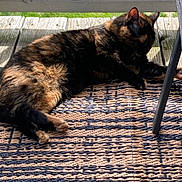 Little Bit joined the competition — help win amazing prizes! cat, tortoiseshell, outdoor, deck, wood, rug, woven, sunlight, relaxing, pet, feline, animal, chair, paw, resting, striped, pattern, daylight, closeup, summer