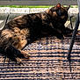 cat, tortoiseshell, outdoor, deck, wood, rug, woven, sunlight, relaxing, pet, feline, animal, chair, paw, resting, striped, pattern, daylight, closeup, summer