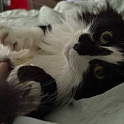 Tsuki joined the competition — help win amazing prizes! cat, black_and_white, pet, bed, hand, fur, whiskers, close_up, eyes, curious, cozy, indoor, animal, paw, relaxed, lying_down, soft_light, domestic, feline, cute