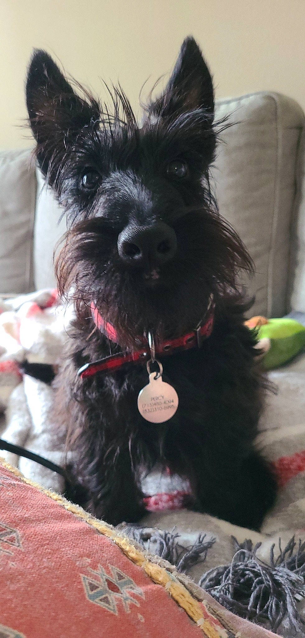 Percy joined the competition — help win amazing prizes! canidae, carnivore, collar, companion_dog, dog, dog_breed, dog_collar, dog_supply, ear, fur, mammal, pet_supply, small_terrier, snout, sporting_group, terrier, toy_dog, vertebrate, water_dog, working_animal