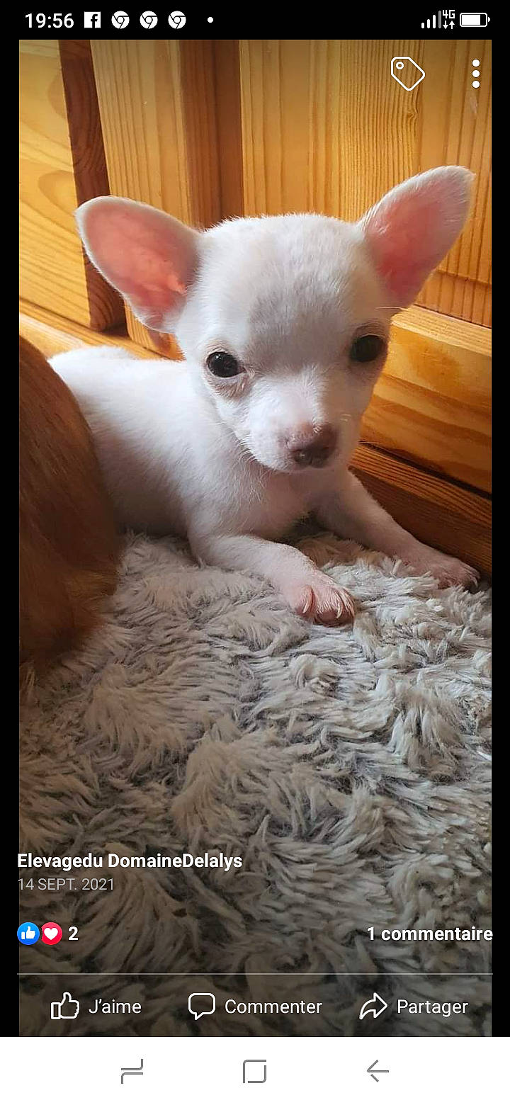 Sacha a rejoint le concours — aidez-le/la à gagner de superbes lots ! canidae, carnivore, comfort, companion_dog, corgi_chihuahua, dog, dog_breed, ear, fawn, fur, non_sporting_group, paw, snout, terrestrial_animal, toy_dog, whiskers, white, working_animal