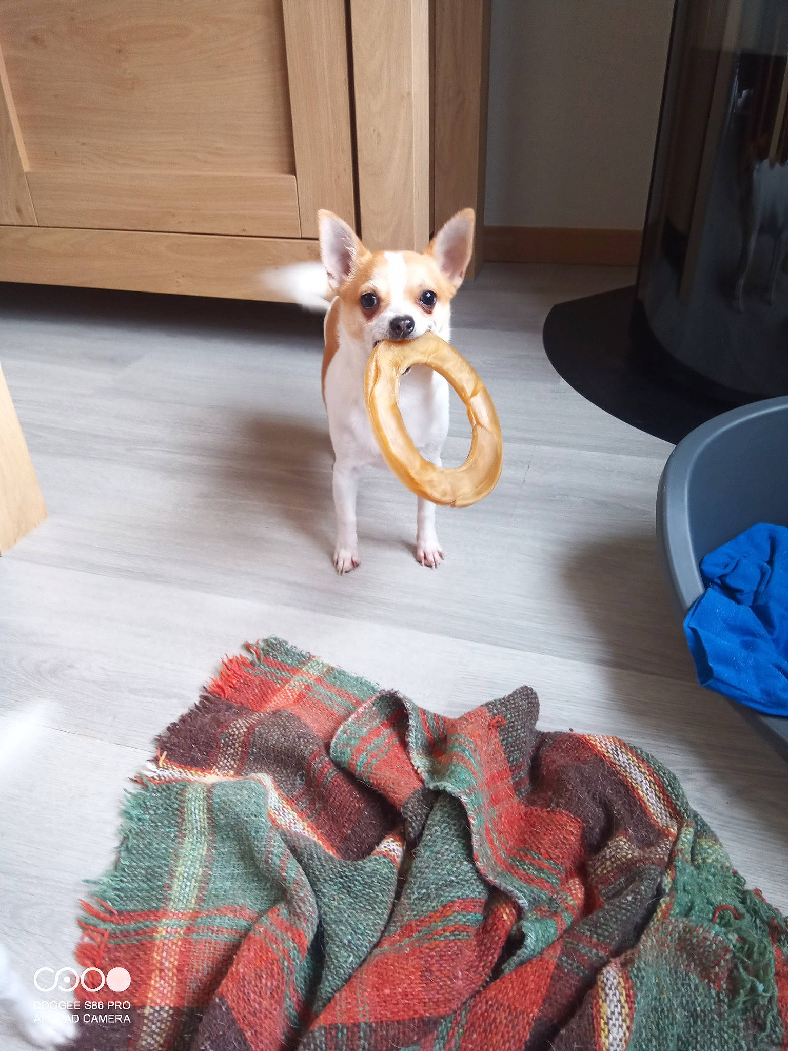 Sabry a rejoint le concours — aidez-le/la à gagner de superbes lots ! carnivore, companion_dog, dog, dog_breed, dog_supply, fawn, felidae, flooring, fur, hardwood, linens, room, small_to_medium_sized_cats, table, tail, textile, toy_dog, whiskers, white, wood