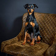 Una participe au concours pour gagner de l'argent avec cette photo : dog, pet, animal, chair, brown_chair, black_dog, tan_markings, sitting, portrait, indoor, quilted_texture, calm, poised, studio_lighting, furniture, canine, looking_at_camera, domestic_animal, short_hair, elegant