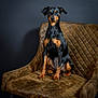 dog, pet, animal, chair, brown_chair, black_dog, tan_markings, sitting, portrait, indoor, quilted_texture, calm, poised, studio_lighting, furniture, canine, looking_at_camera, domestic_animal, short_hair, elegant