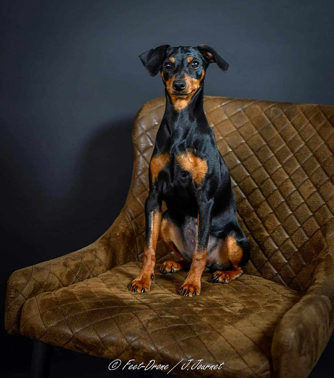 Una participe au concours pour gagner de l'argent avec cette photo : dog, pet, animal, chair, brown_chair, black_dog, tan_markings, sitting, portrait, indoor, quilted_texture, calm, poised, studio_lighting, furniture, canine, looking_at_camera, domestic_animal, short_hair, elegant