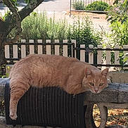 Oggi participe au concours pour gagner de l'argent avec cette photo : animal, bench, cat, daylight, draped, fence, fur, garden, ginger_cat, greenery, lazy, leafy, mammal, nature, outdoor, pet, relaxed, stone_bench, sunlight, whiskers