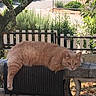 animal, bench, cat, daylight, draped, fence, fur, garden, ginger_cat, greenery, lazy, leafy, mammal, nature, outdoor, pet, relaxed, stone_bench, sunlight, whiskers