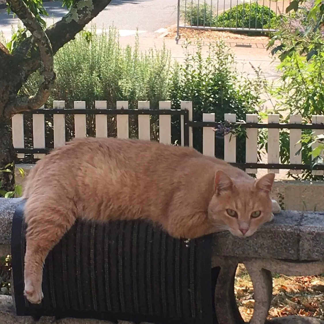 Oggi participe au concours pour gagner de l'argent avec cette photo : animal, bench, cat, daylight, draped, fence, fur, garden, ginger_cat, greenery, lazy, leafy, mammal, nature, outdoor, pet, relaxed, stone_bench, sunlight, whiskers