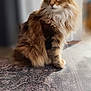 Juju participe au concours pour gagner de l'argent avec cette photo : cat, fluffy, indoor, rug, patterned_rug, feline, pet, sitting, long_hair, calm, domestic_animal, whiskers, ears, fur, looking_away, close_up, mammal, animal, household, soft_light