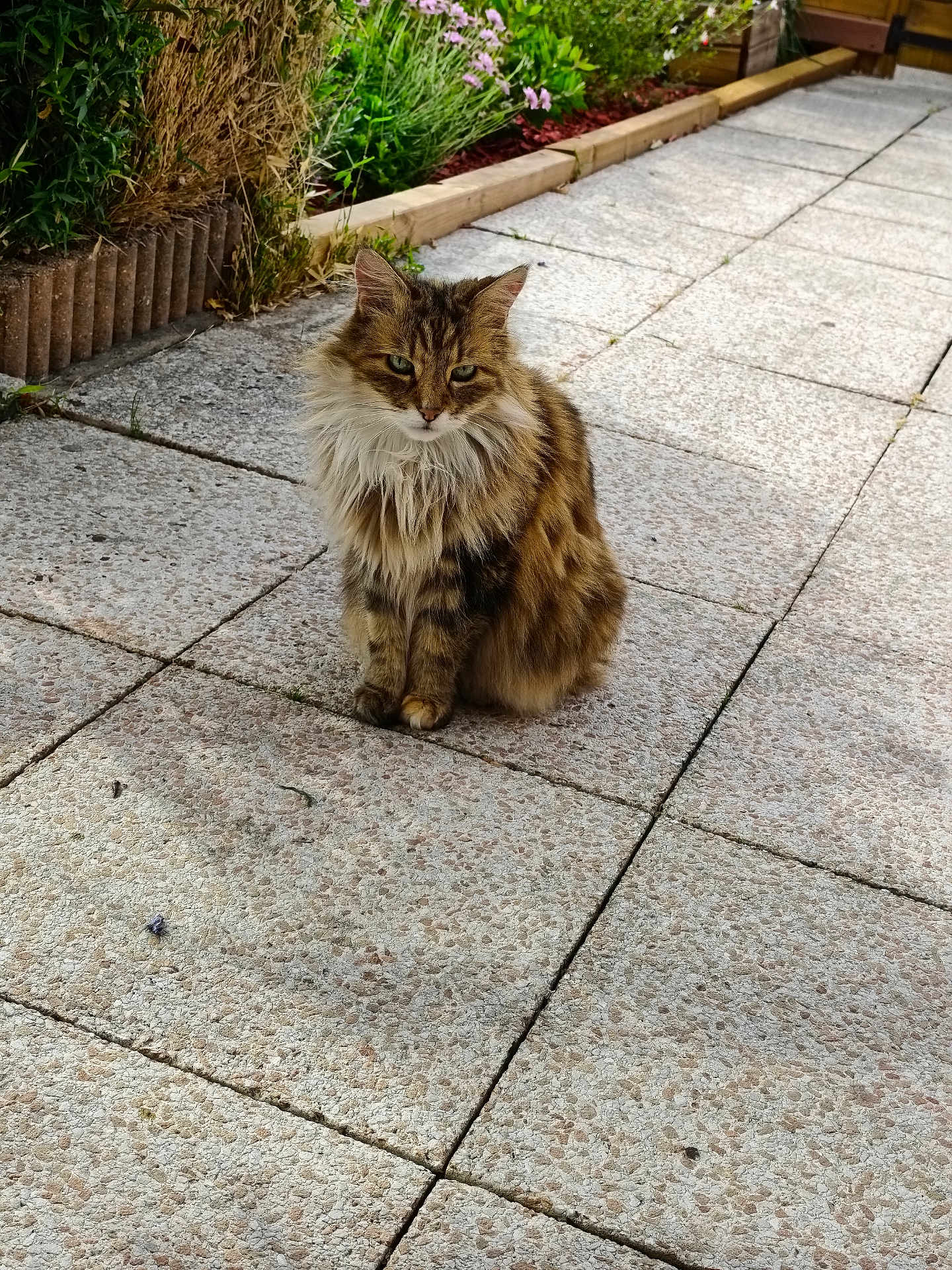 Juju