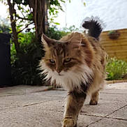 Juju participe au concours pour gagner de l'argent avec cette photo : cat, fluffy, walking, outdoor, patio, greenery, plants, fence, tile_floor, animal, pet, mammal, fur, nature, daylight, closeup, focused, tail, whiskers, cute