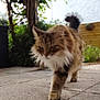 cat, fluffy, walking, outdoor, patio, greenery, plants, fence, tile_floor, animal, pet, mammal, fur, nature, daylight, closeup, focused, tail, whiskers, cute