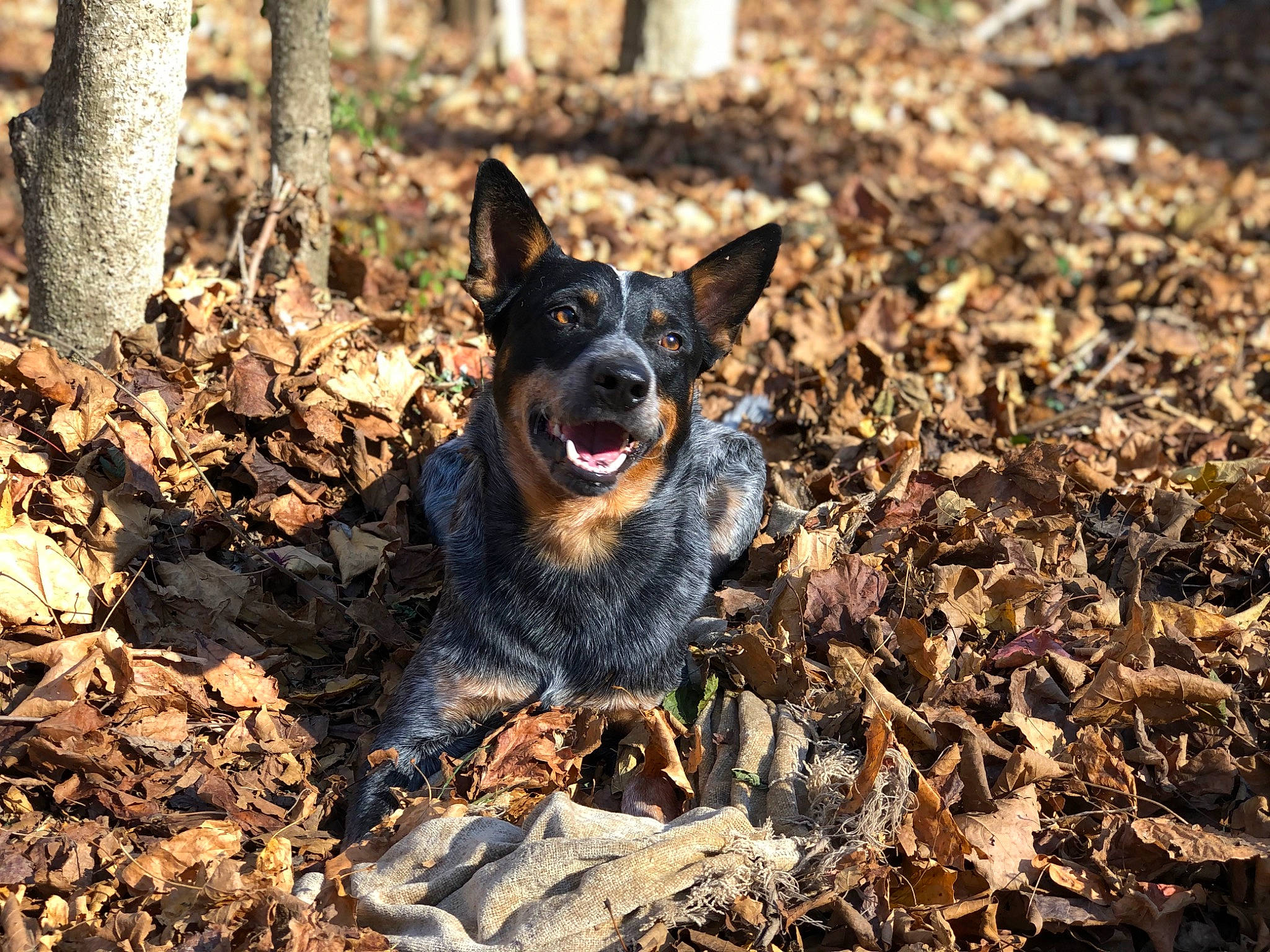 Berry joined the competition — help win amazing prizes! australian_cattle_dog, australian_stumpy_tail_cattle_dog, autumn, canidae, carnivore, companion_dog, dog, dog_breed, grass, guard_dog, herding_dog, hunting_dog, snout, soil, sporting_group, terrestrial_animal, wood, working_animal, working_dog
