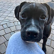 Stella joined the competition — help win amazing prizes! dog, black_dog, close_up, outdoor, paving_stones, knee, pet, canine, animal, snout, fur, ears, legs, curious, daylight, paw, companion, friend, pet_owner, interaction