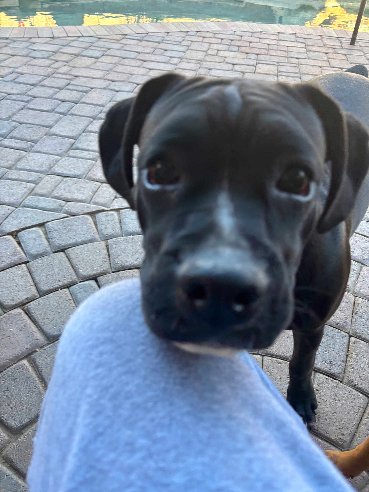 Stella