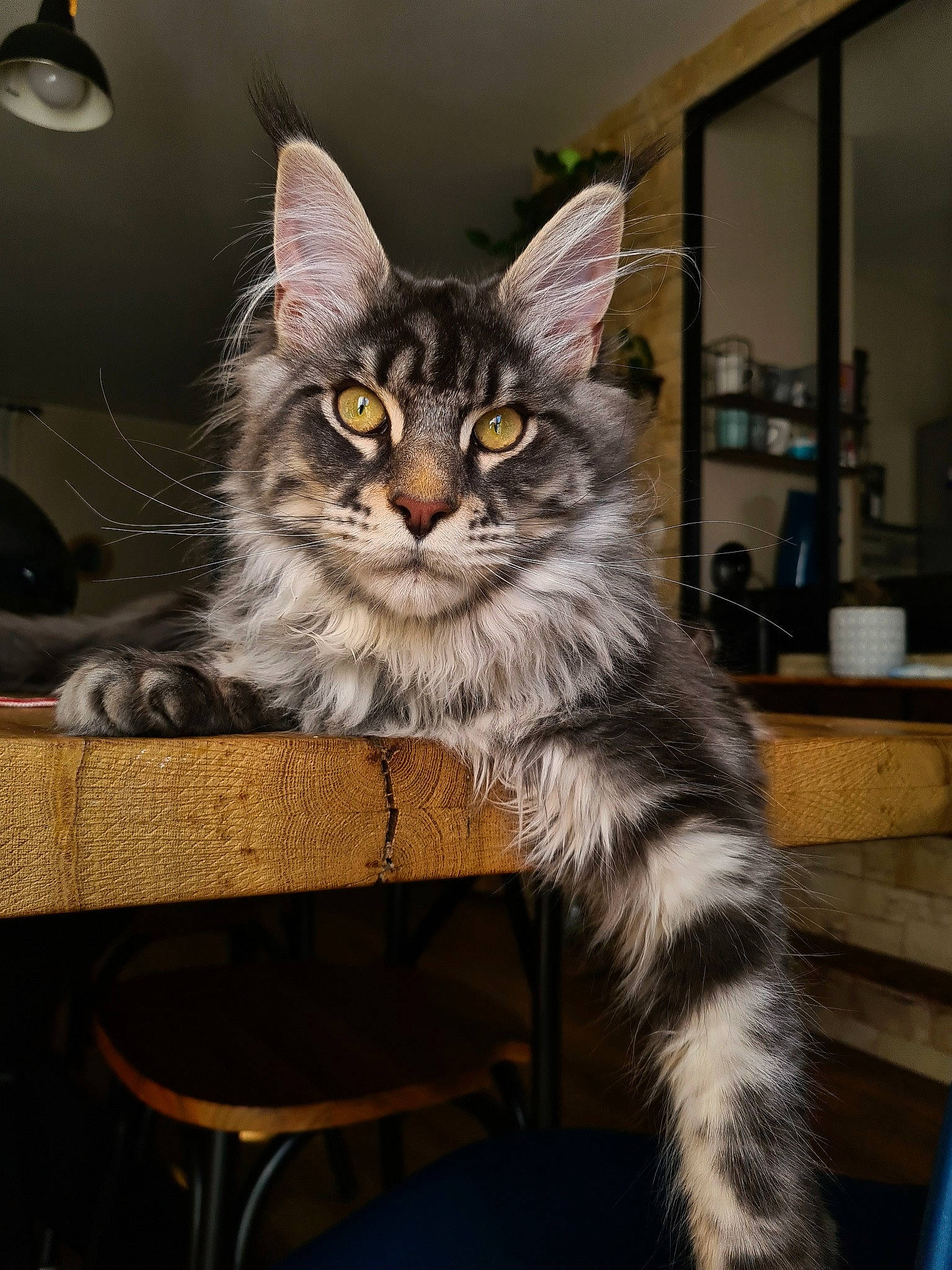 Ryu participe au concours pour gagner de l'argent avec cette photo : box, carnivore, cat, claw, domestic_short_haired_cat, drawer, felidae, fur, grey, maine_coon, paw, sitting, small_to_medium_sized_cats, snout, table, tail, terrestrial_animal, whiskers, window, wood