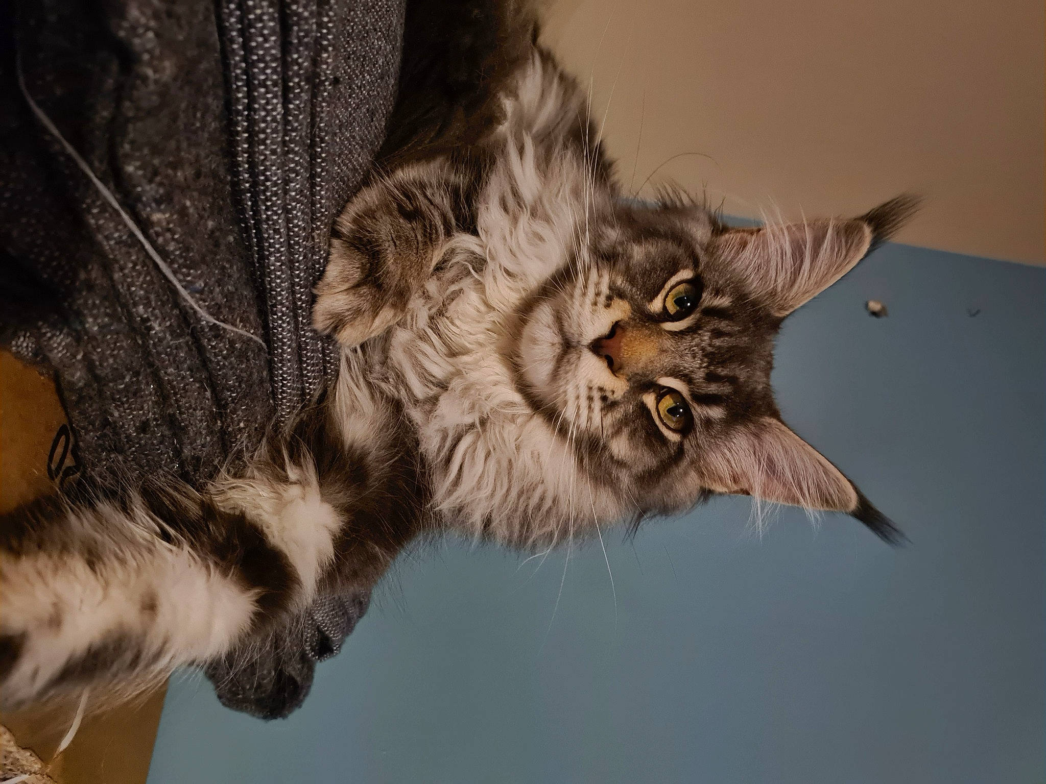 Ryu participe au concours pour gagner de l'argent avec cette photo : carnivore, cat, claw, domestic_short_haired_cat, felidae, fur, grey, maine_coon, paw, small_to_medium_sized_cats, tail, terrestrial_animal, whiskers