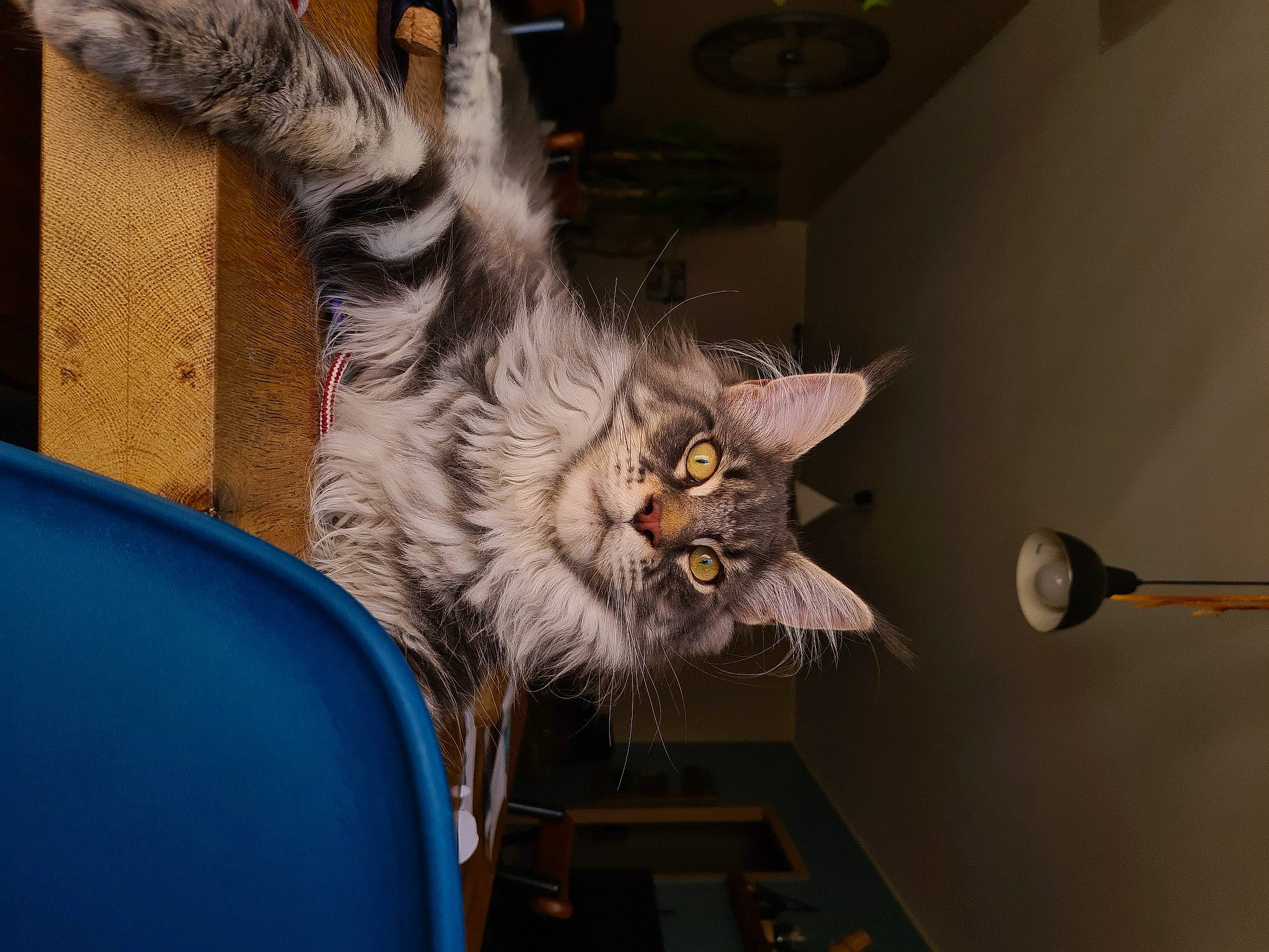 Ryu participe au concours pour gagner de l'argent avec cette photo : carnivore, cat, domestic_short_haired_cat, felidae, flowerpot, fur, paw, plant, small_to_medium_sized_cats, tail, whiskers, window, wood