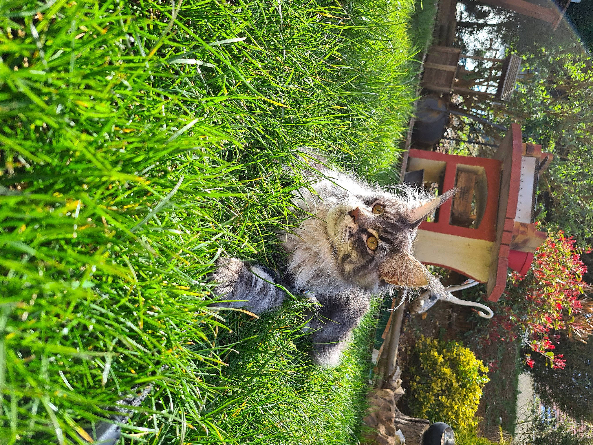 Ryu a rejoint le concours — aidez-le/la à gagner de superbes lots ! canidae, carnivore, companion_dog, dog, dog_breed, fawn, felidae, fur, garden, grass, groundcover, lawn, lawn_ornament, plant, shrub, small_to_medium_sized_cats, sporting_group, tail, tree, whiskers