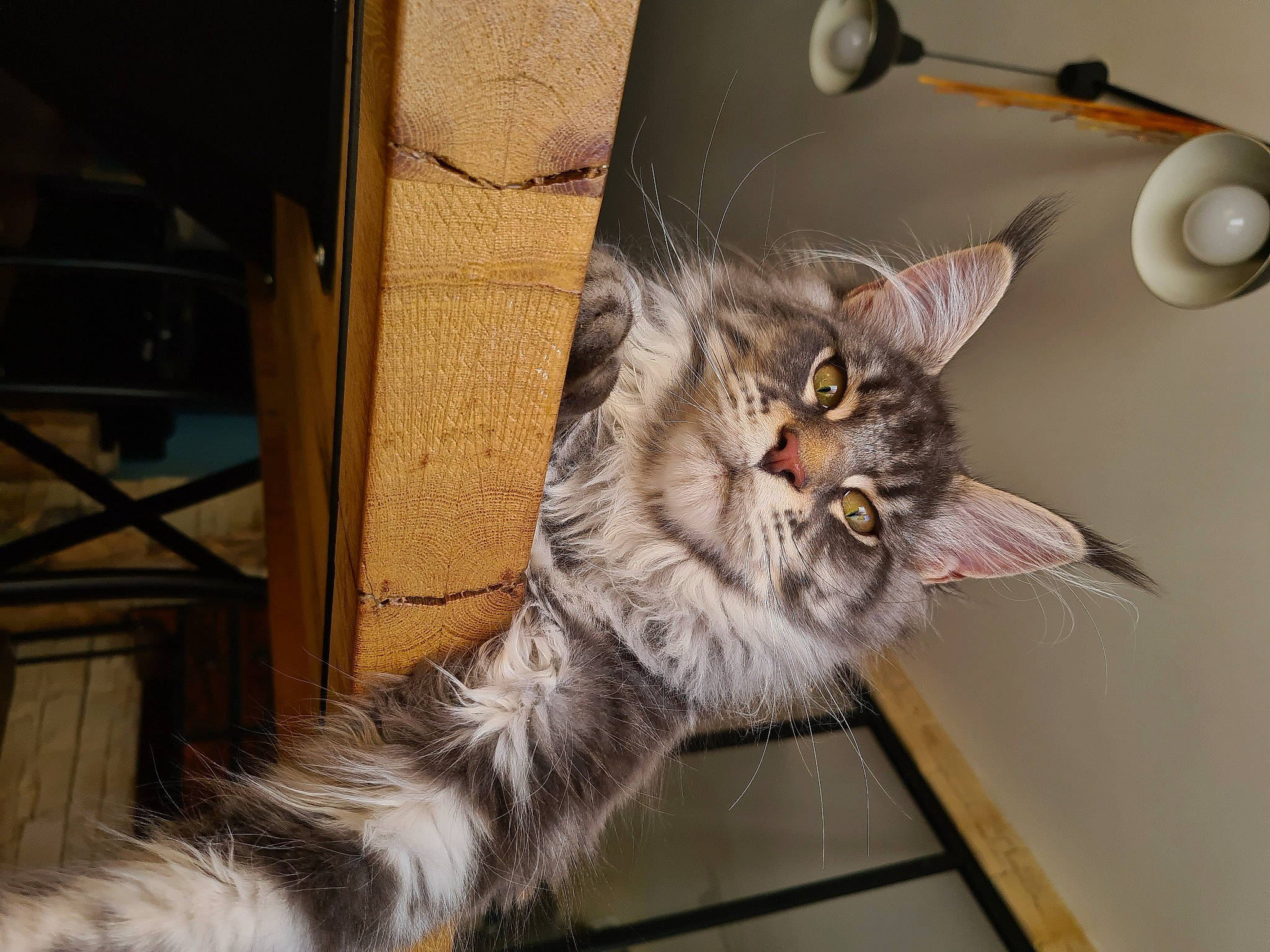 Ryu a rejoint le concours — aidez-le/la à gagner de superbes lots ! carnivore, cat, circle, claw, domestic_short_haired_cat, door, felidae, fur, grey, maine_coon, paw, small_to_medium_sized_cats, tail, whiskers, window, wood