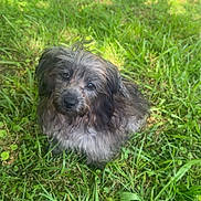 Smokie is registered to the contest to win money with this photo: dog, grass, outdoor, pet, animal, fur, canine, nature, greenery, cute, portrait, sunlight, scruffy, sitting, eyes, daylight, park, friendly, companion, adorable