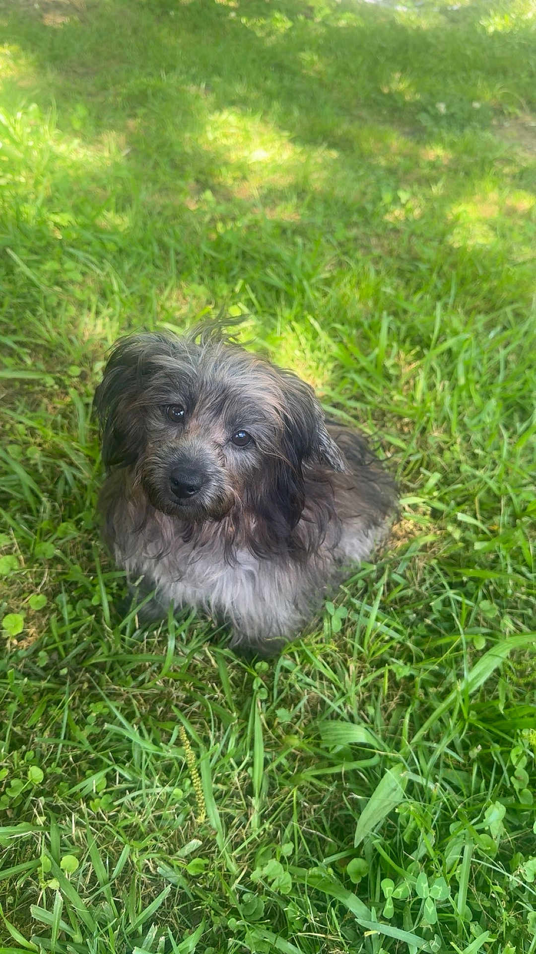 Smokie is registered to the contest to win money with this photo: dog, grass, outdoor, pet, animal, fur, canine, nature, greenery, cute, portrait, sunlight, scruffy, sitting, eyes, daylight, park, friendly, companion, adorable